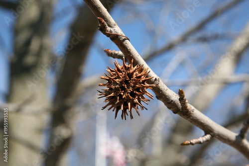 Foto Spiky thing