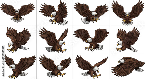 American Bald Eagle in Flight.