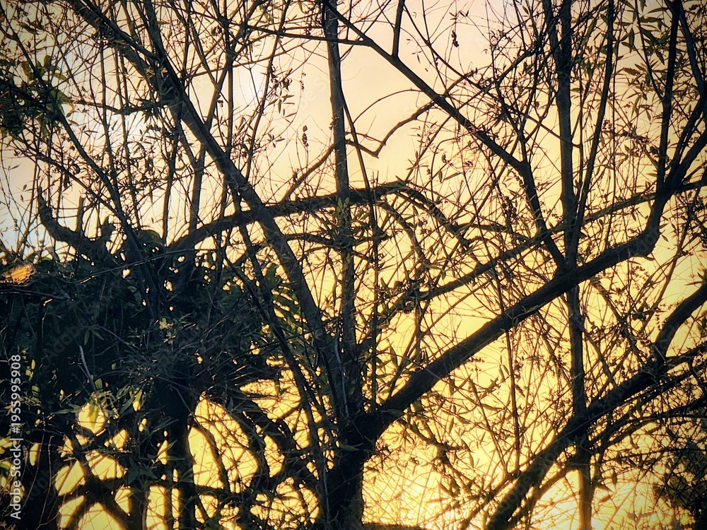 Obraz premium Tree branches silhouette against a dramatic warm sunset sky background, nature texture