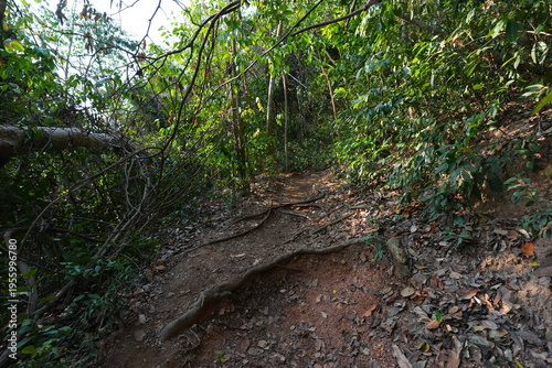 A narrow dirt trail winding through a lush tropical forest with sunlight filtering through trees, dry leaves covering the ground, creating a peaceful and natural hiking atmosphere.