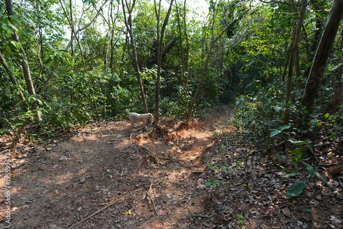 A narrow dirt trail winding through a lush tropical forest with sunlight filtering through trees, dry leaves covering the ground, creating a peaceful and natural hiking atmosphere.