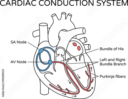 Cardiac conduction system anatomy medical line art vector illustration