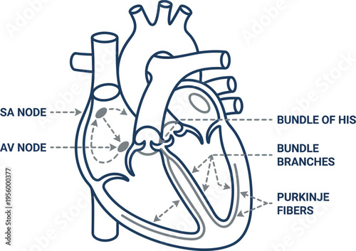 Heart conduction pathway medical line art vector illustration
