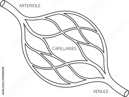Capillary network anatomy medical line art vector illustration