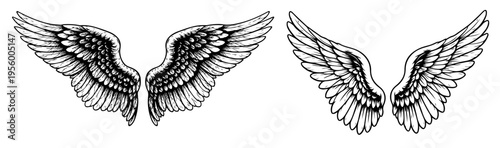 Wings Illustration
