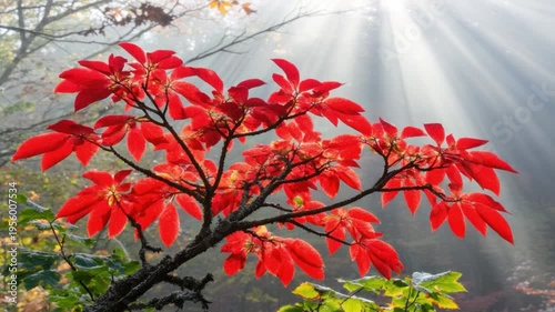 Vibrant Red Leaves Amidst Soft Mist and Sunlight in Autumn Forest Background