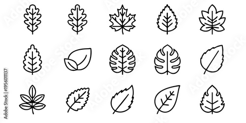 Various leaves are illustrated in a detailed drawing on paper