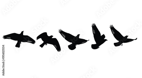 Set of black silhouettes of a flying bird in different positions