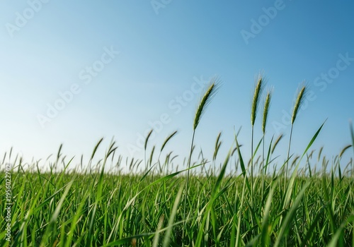 Gentle wind rustling through vibrant green meadow grasses under a clear seasonal sky, symbolizing freedom and refreshing air flow ,rustling ,gentle ,relaxing