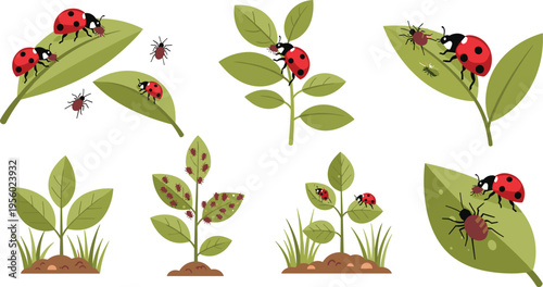 Ladybug lifecycle and garden activity set with insects on leaves pest control nature ecology cartoon vector illustration collection