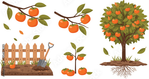 Orange tree growth and harvest set with branches fruits planting and garden tools agriculture cartoon vector illustration collection