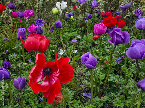 Fotografía A field of red and purple Anemone coronaria flowers blooming among green foliage in an outdoor garden setting