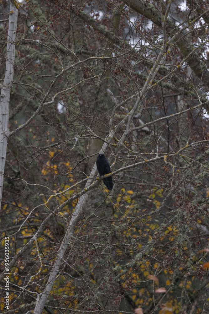 Naklejka premium Black bird perches calmly amid tangled autumn branches. Foliage shows muted yellows and browns, crisp and quiet. Tree trunks stand tall, bark textured and weathered. Natural scene radiates stillness