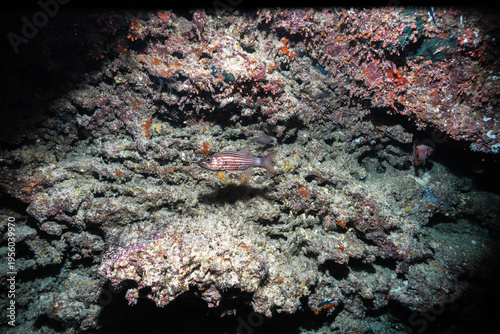 Εκτύπωση καμβά Coral reef overhang with fish in underwater cave environment