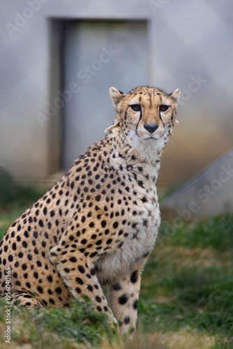 チーター