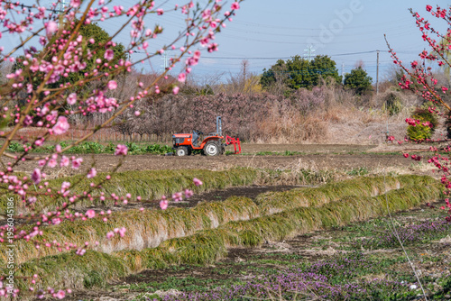 花桃とトラクター
