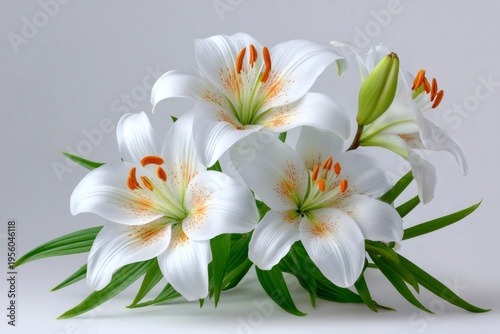 White lilies blooming displaying purity and freshness