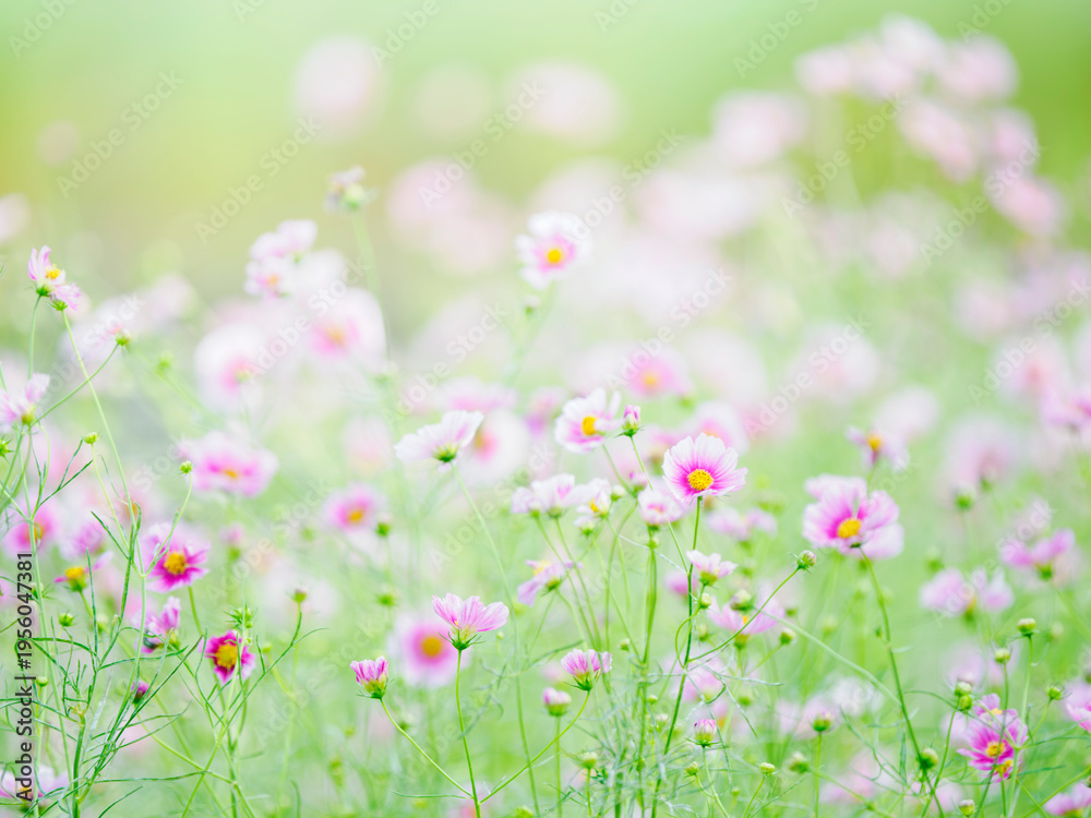Fototapeta premium 秋の公園や花壇を彩るコスモスのある風景。やさしい淡いピンクのコスモス。背景。自然風景素材。