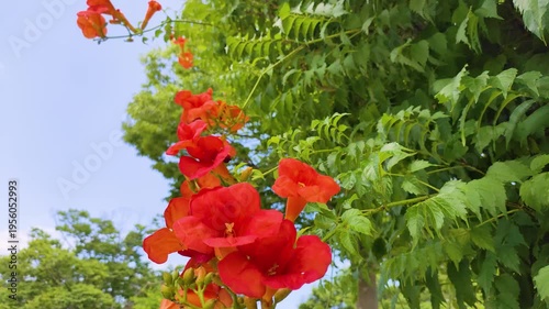 風に揺れる満開のノウゼンカズラ