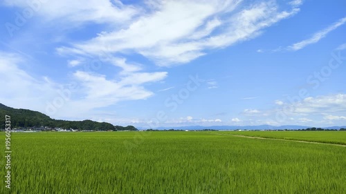 夏の庄内平野に広がる緑豊かな水田と農村の風景