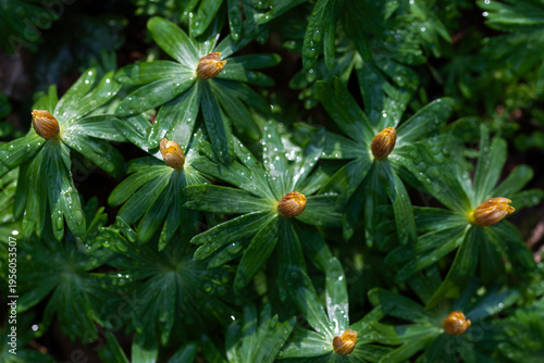 Dziko rosnący rannik wiosenny – liście rannika i rosa w naturalnym środowisku leśnym
