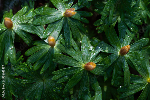 Dziko rosnący rannik wiosenny – liście rannika i rosa w naturalnym środowisku leśnym