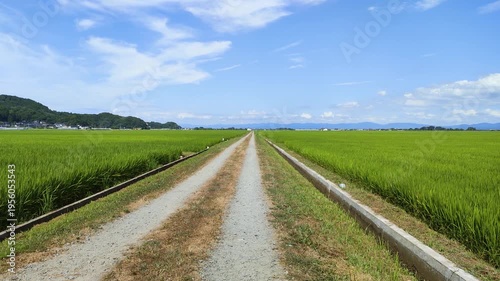 夏の庄内平野に広がる緑豊かな水田と農村の風景