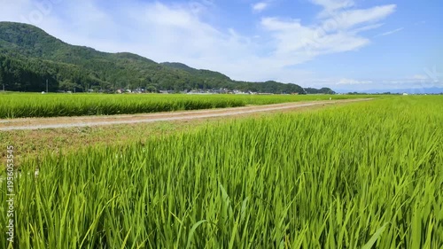 夏の庄内平野に広がる緑豊かな水田と農村の風景