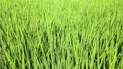 初夏の庄内平野で風に揺れる稲の葉　クローズアップ