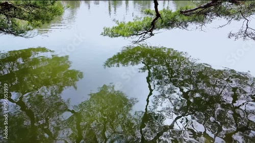 公園の池の水面に映る松の枝