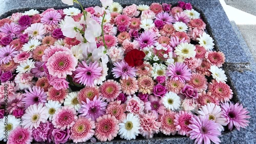 神社の境内を彩る鮮やかな花手水 パンニング映像