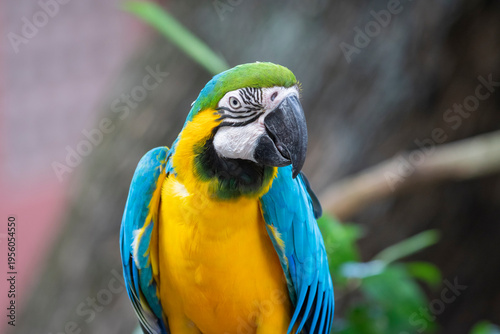 Close-up portrait of a vibrant Blue-and-Yellow Macaw (Ara ararauna) with brilliant turquoise and golden feathers.