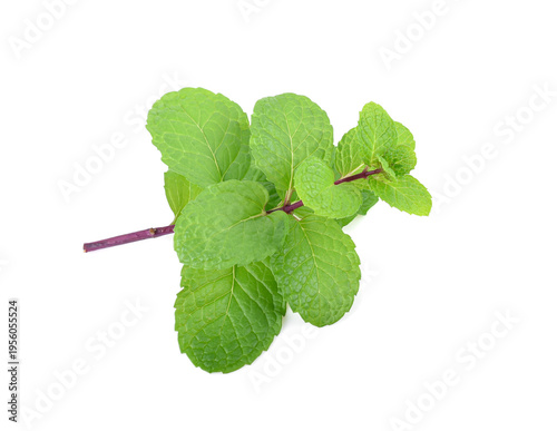 Mint leaf isolated. Fresh mint leaf on white background