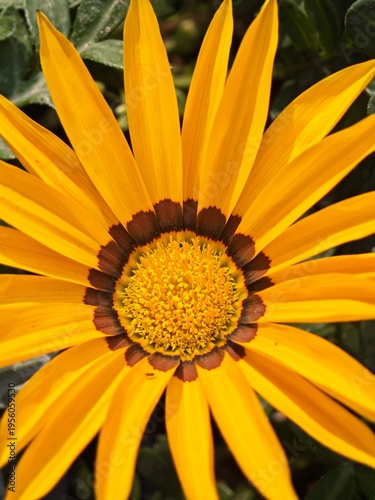 yellow daisy flower
