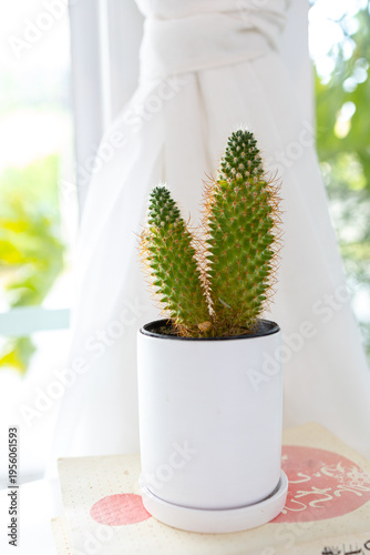 Cactus in a white pot on the table