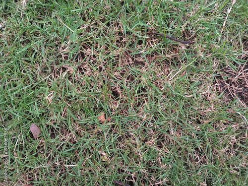 Patchy lawn grass with brown dry spots and thin turf, close up ground texture background