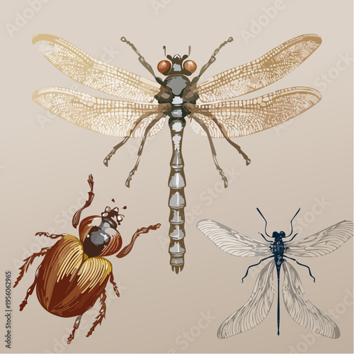 Detailed illustration of an insect collection featuring a dragonfly, a beetle, and another winged insect against a neutral background