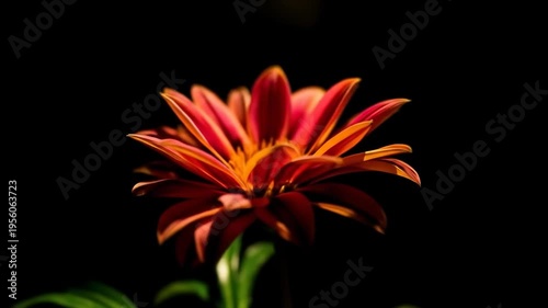 Vibrant red and orange flower with dark background studio shot