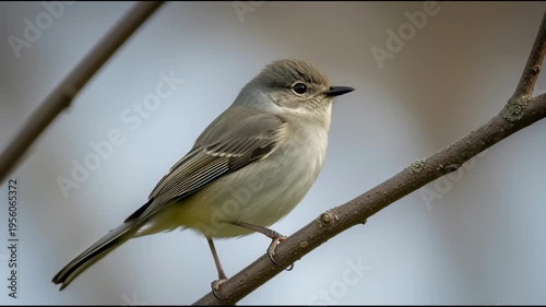 Small bird perched on branch singing.