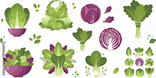 Leafy Greens and Cabbage Vegetable Vector Illustration Set Featuring Lettuce, Bok Choy, Kale, Red Cabbage, Salad Bowls and Healthy Organic Food Collection