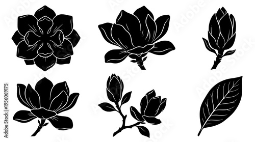 Black and white vector magnolia flower illustrations and leaves