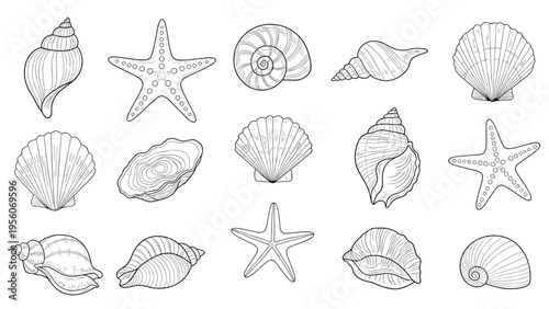 Detailed hand-drawn illustrations of different sea shells, snail shells, and starfish found on the beach or underwater.
