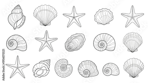 Detailed line art illustrations of various seashells and starfish for beach themes marine biology and coastal decorations.