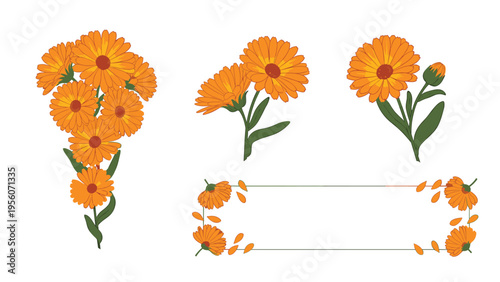 Botanical illustration of orange calendula marigold flowers with green leaves and a decorative rectangular frame for herbal tea design.