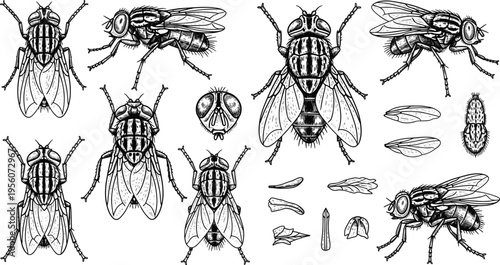 Fly Insect Anatomy Outline Illustration Set with Detailed Housefly Wings Legs and Body Parts for Entomology Study Vector Collection