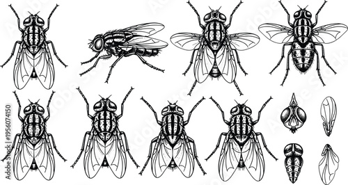 Housefly Anatomy Outline Collection with Detailed Insect Wings Body Parts and Scientific Entomology Illustrations for Biology Study Vector Set