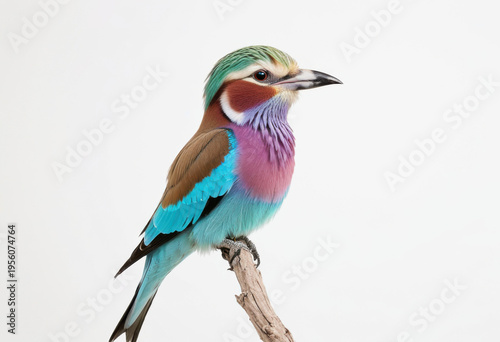 Brightly patterned Lilac-breasted Roller perched on tree branch, white background