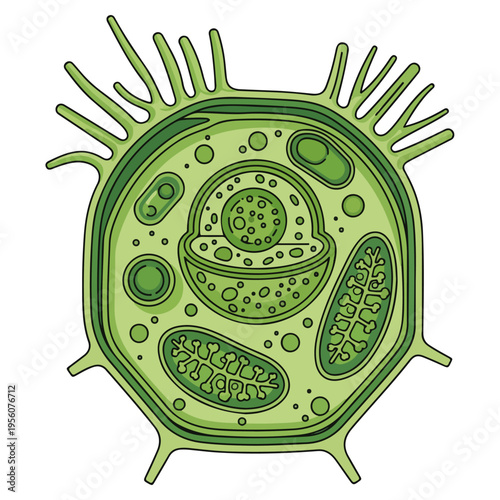 plant cell cross section flat vector illustration