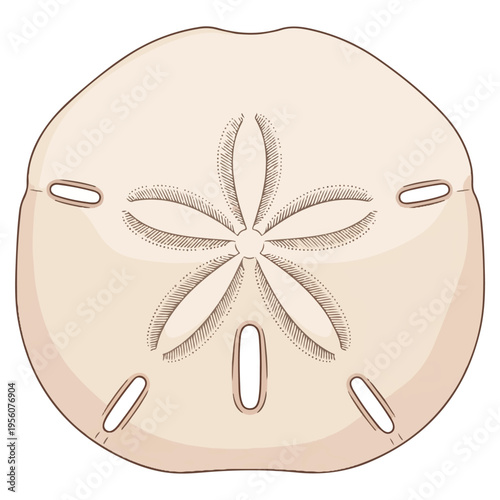 Sand Dollar Shell Hand Drawn Vector Illustration