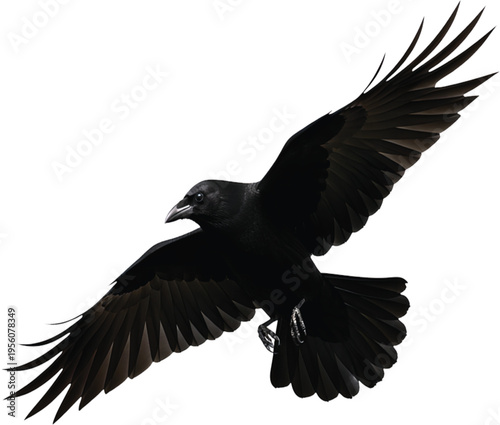 Majestic black crow with widespread wings soaring gracefully through the sky, a symbol of mystery and intelligence in natural flight